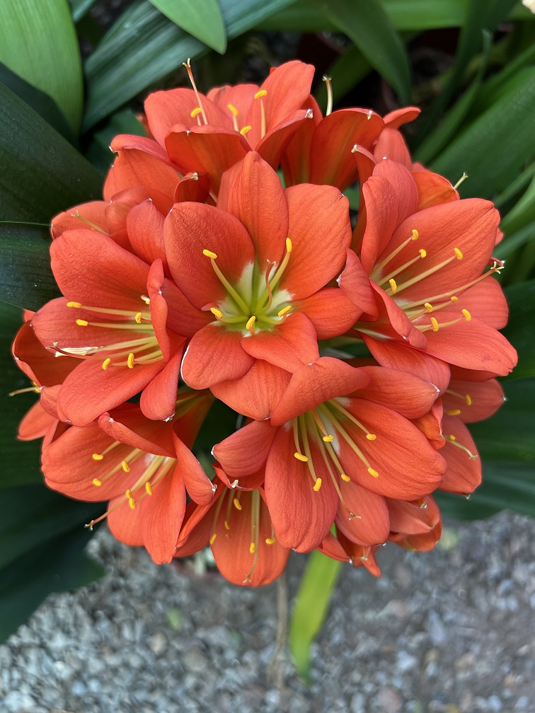Utopia Clivias